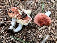 Russula humicola image