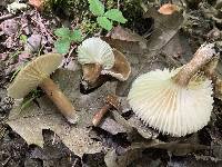 Lactarius gerardii image