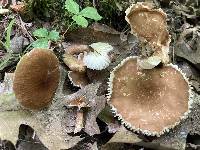 Lactarius gerardii image