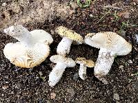 Russula ochroleucoides image