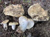 Russula ochroleucoides image