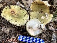 Russula variata image