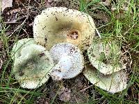 Russula variata image