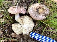 Russula crustosa image