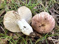 Russula crustosa image