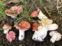 Russula pulchra image