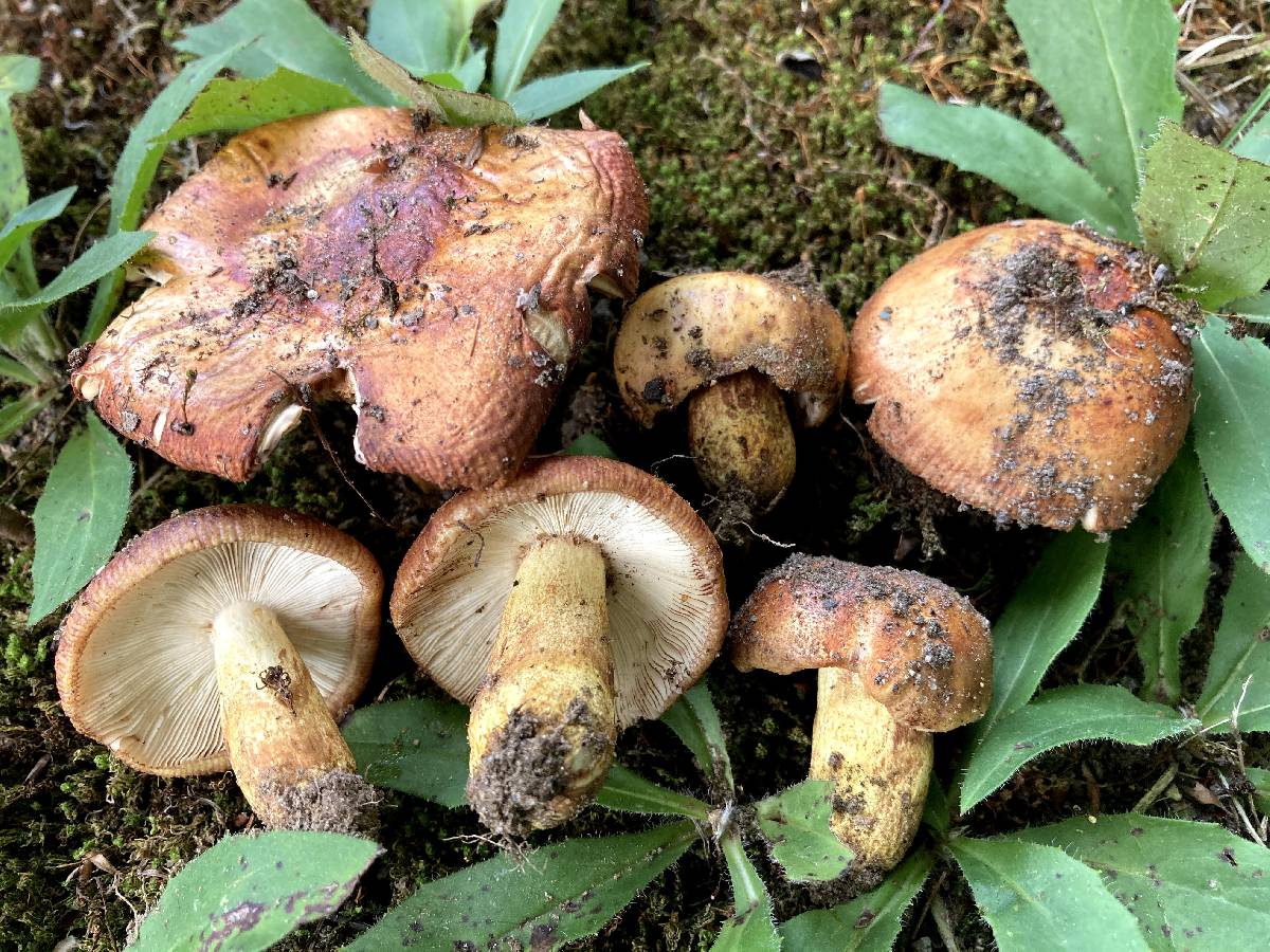Russula mutabilis image
