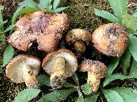 Russula mutabilis image