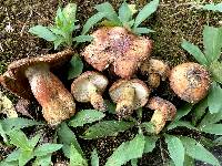 Russula mutabilis image