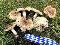 Russula amoenolens image