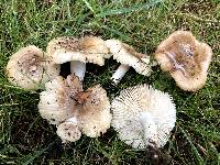 Russula amoenolens image