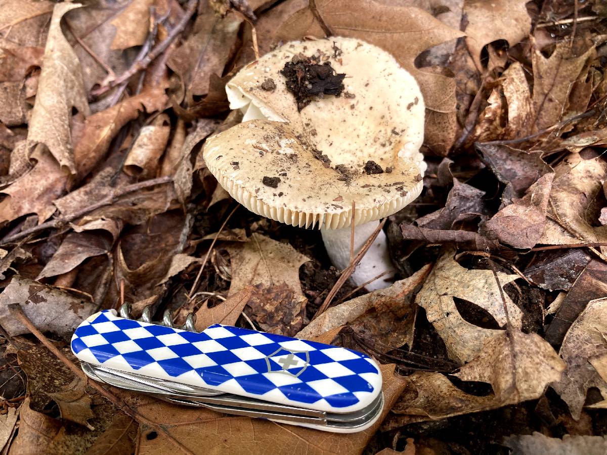 Russula dura image