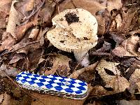 Russula dura image