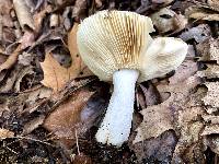 Russula dura image