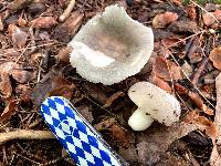 Russula modesta image