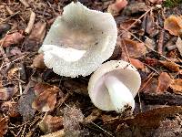 Russula modesta image