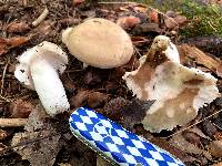 Russula vesca image