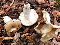 Russula vesca image