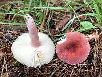 Russula mariae image