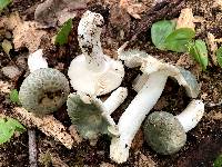 Russula parvovirescens image