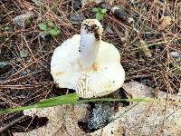 Russula melliolens image