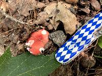 Russula emetica image