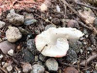 Russula emetica image