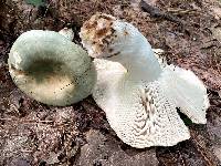 Russula variata image