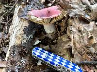 Russula vinosa image