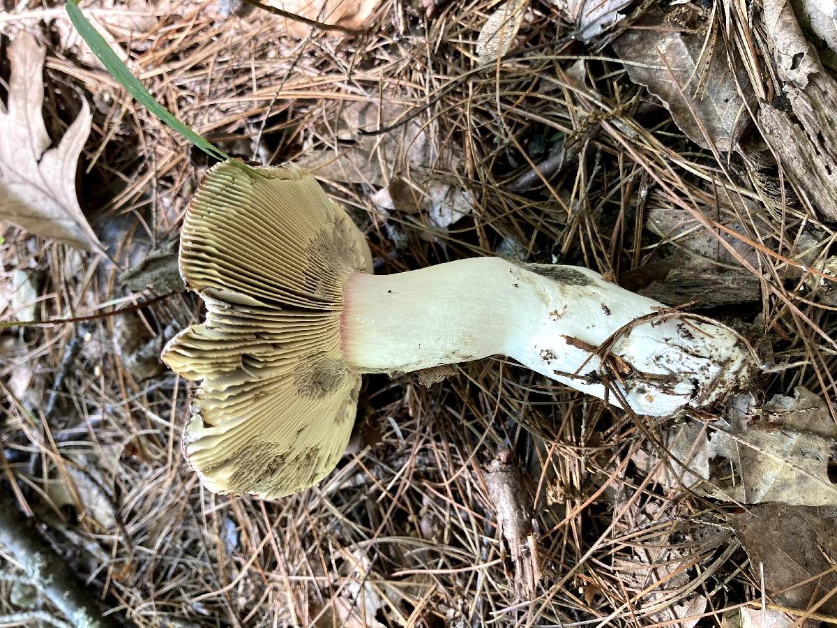 Russula vinosa image