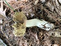 Russula vinosa image