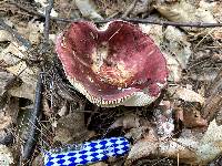 Russula vinacea image