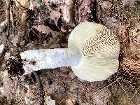 Russula vinacea image