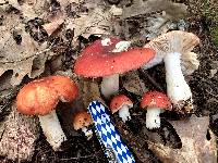 Russula maculata image