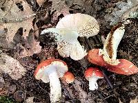 Russula maculata image