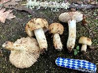 Russula grata image