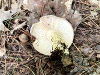 Lactarius argillaceifolius image