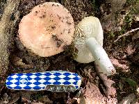 Russula rugulosa image