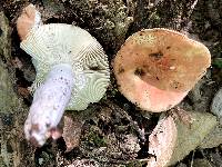 Russula rugulosa image