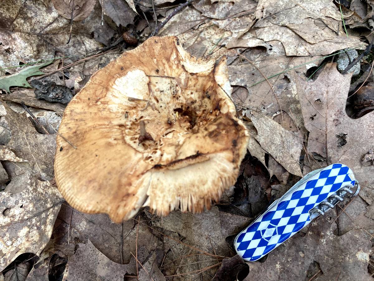 Russula grata image