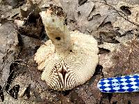 Russula grata image