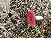 Russula rubellipes image