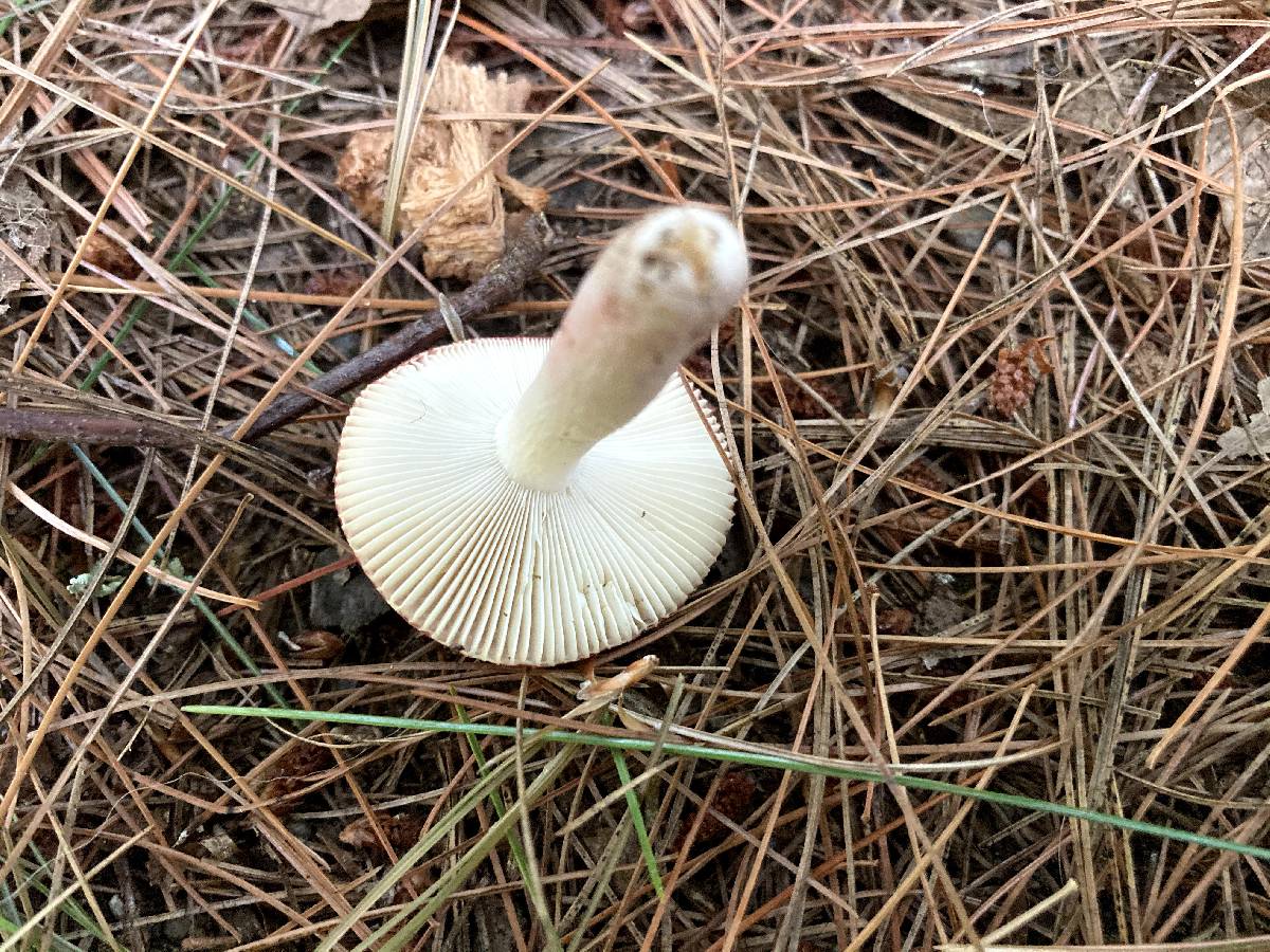 Russula rubellipes image