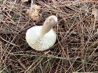 Russula rubellipes image