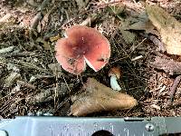 Russula uncialis image