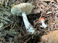 Russula uncialis image