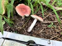 Russula uncialis image