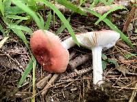 Russula uncialis image