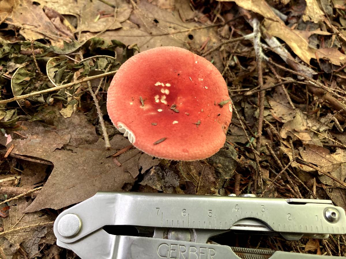 Russula fucosa image