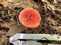 Russula fucosa image